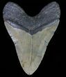 Fossil Megalodon Tooth - Massive Tooth #66147-2